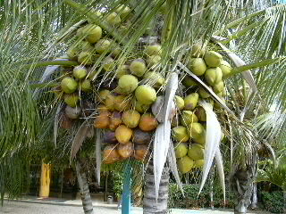 Kokosnüsse an Palme