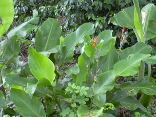 Pflanze im Regenwald