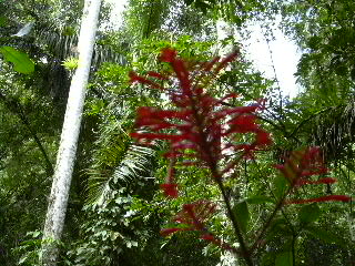 im Regenwald